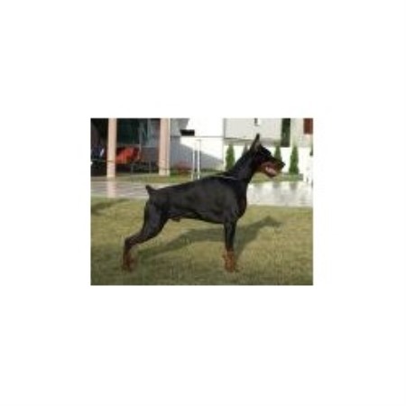 Doberman Pinscher Breeder in Homestead, Florida