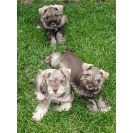 Miniature Schnauzer Breeder in Iroquois, Ontario