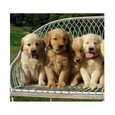 golden retriever breeders in md d s golden delights golden retriever breeder in conowingo maryland golden retriever breeders in md d s golden delights golden retriever breeder in conowingo maryland