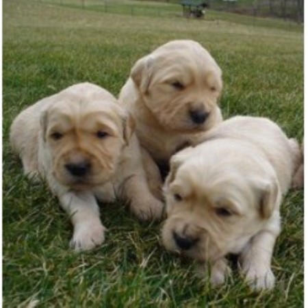 golden retriever breeders in md d s golden delights golden retriever breeder in conowingo maryland golden retriever breeders in md d s golden delights golden retriever breeder in conowingo maryland
