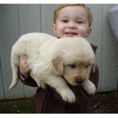 golden retriever puppies south dakota golden retriever breeders in south dakota freedoglistings breeds picture golden retriever puppies south dakota golden retriever breeders in south dakota freedoglistings breeds picture