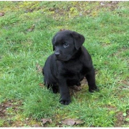 Labrador Retriever Breeder in Pickrell, Nebraska