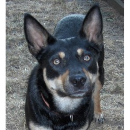 Australian Kelpie Breeder in Pickrell, Nebraska