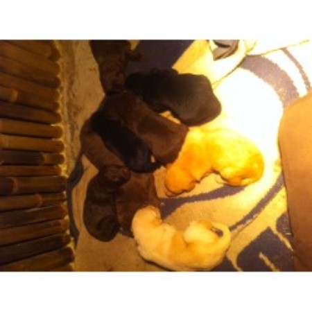 Labradoodle Breeder in West Chester, Pennsylvania