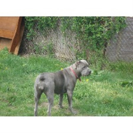 Cane Corso Breeder in Uniondale, New York