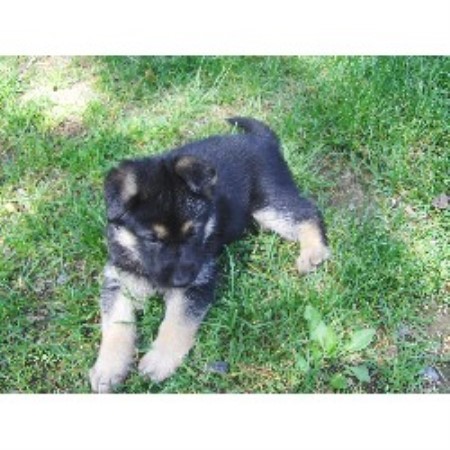shepinois puppies for sale german shepherd gsd alsatian breeders in south carolina breeds picture shepinois puppies for sale german shepherd gsd alsatian breeders in south carolina breeds picture