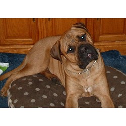Bullmastiff Stud in North Carolina