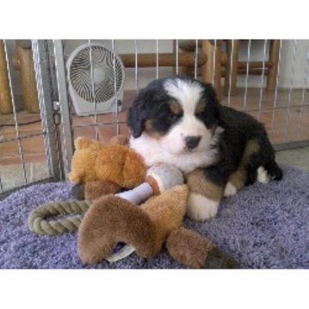 Bernese Mountain Dog Breeder in Chandler, Arizona