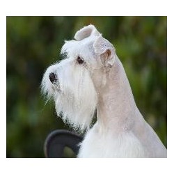 Miniature Schnauzer Stud in Florida