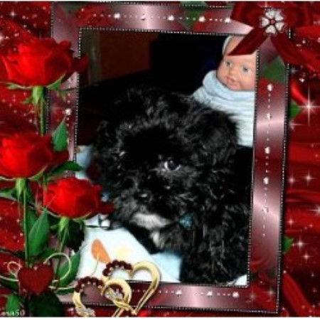 alabama yorkie breeders patsyspups terrier breeder in lafayette alabama alabama yorkie breeders patsyspups terrier breeder in lafayette alabama