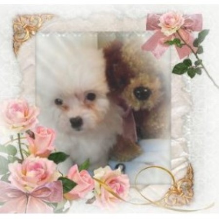 alabama yorkie breeders patsyspups terrier breeder in lafayette alabama alabama yorkie breeders patsyspups terrier breeder in lafayette alabama