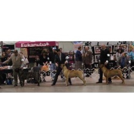 Cane Corso Breeder in Columbus, Ohio