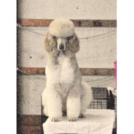 Poodle Standard Breeder in Otisville, Michigan