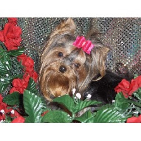 yorkie rescue okc terrier yorkie breeders in oklahoma freedoglistings yorkie rescue okc terrier yorkie breeders in oklahoma freedoglistings