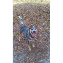 Australian Cattle Dog Stud in Florida