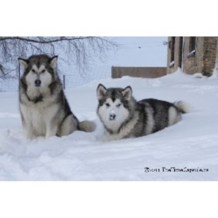 Dog Breeder London Ontario Dog Breeder London Ontario