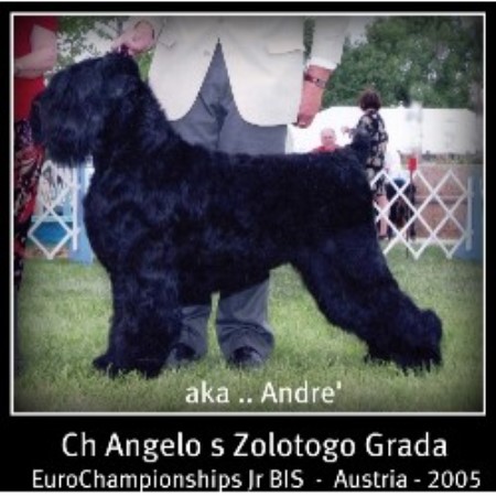 Black Russian Terrier Breeder in Lakewood, Colorado