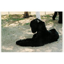 Black Russian Terrier Stud in Colorado