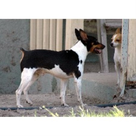 Rat Terrier Breeder in Parrish, Florida