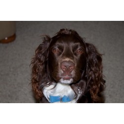Welsh Springer Spaniel Stud in California