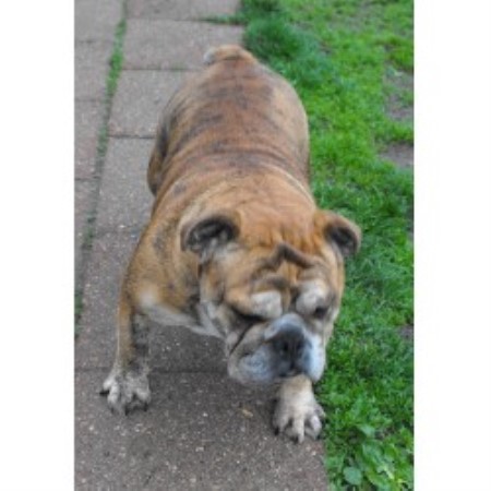 English Bulldog Breeder in Findlay, Ohio