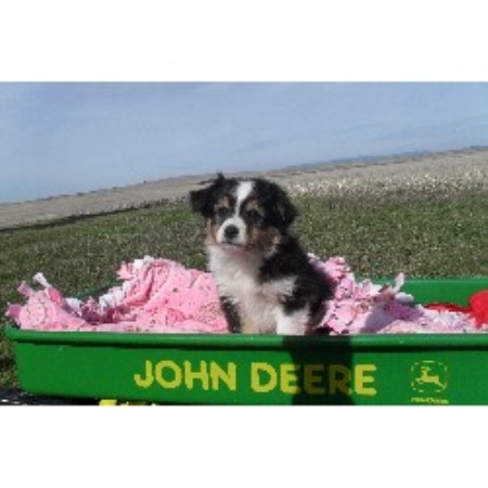 Miniature Australian Shepherd Breeder in Davenport, Washington