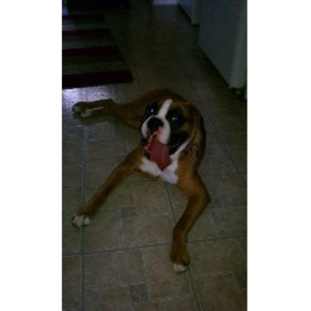 Boxer Breeder in Council Bluffs, Iowa