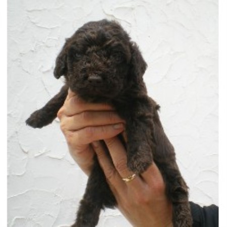 Spanish Water Dog Breeder in New York, New York