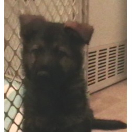 German Shepherd Dog Breeder in Stoneham, Massachusetts