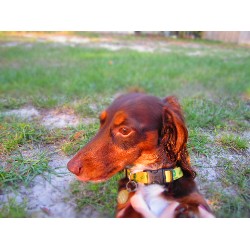 Dachshund Stud in Florida