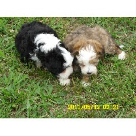 Chinese Crested Breeder in Siloam Springs, Arkansas
