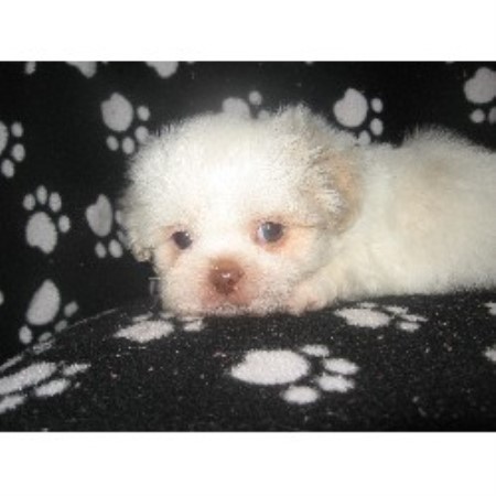 Shih Tzu Breeder in Tallmadge, Ohio