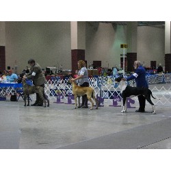 Great Dane Breeder in Shepherd, Texas