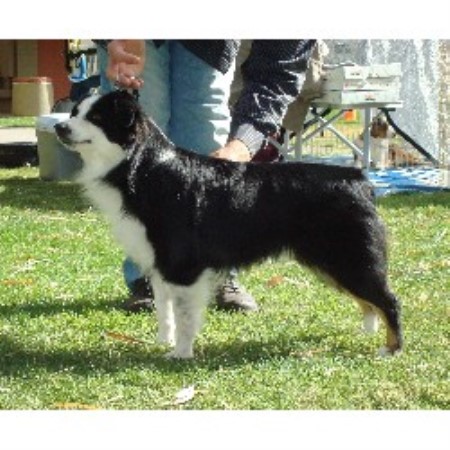 Miniature Australian Shepherd Breeder in Waddell, Arizona