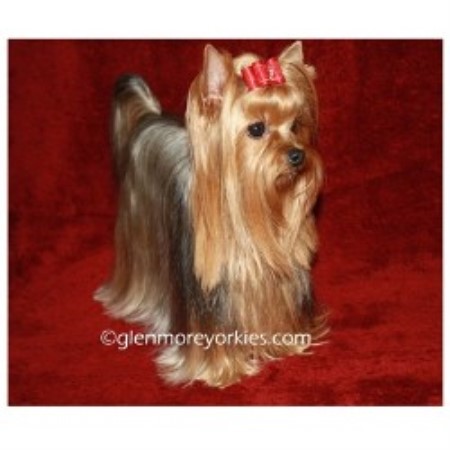 Yorkshire Terrier Breeder in Centennial, Colorado