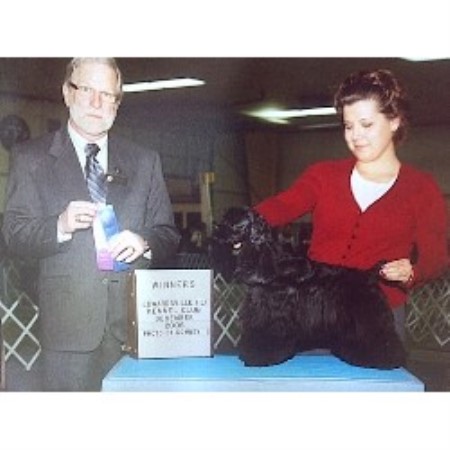 American Cocker Spaniel Breeder in Ramsey, Indiana