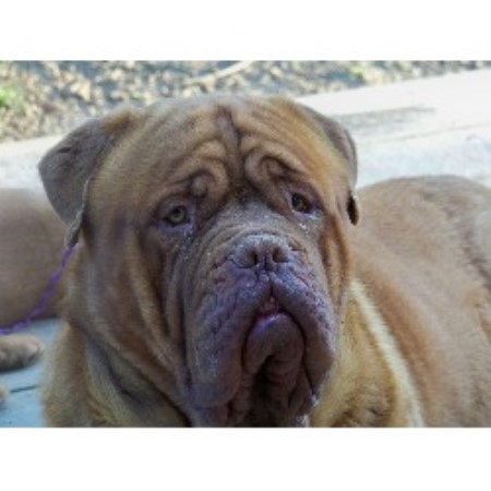 Dogue+de+bordeaux+breeders+nc