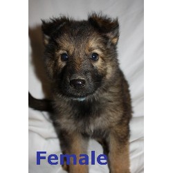 German Shepherd Dog Breeder in Hockley, Texas