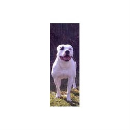 American Bulldog Breeder in Carpentersville, Illinois