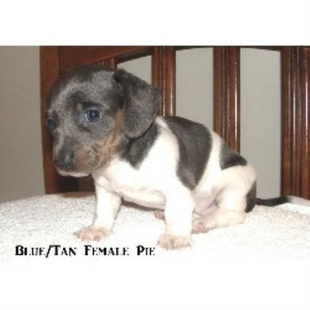 Dachshund breeder French Lick 18580