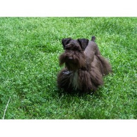 akc miniature schnauzer puppies for sale in nc kalapo schnauzers miniature schnauzer breeder in hays carolina listing id 18583 akc miniature schnauzer puppies for sale in nc kalapo schnauzers miniature schnauzer breeder in hays carolina listing id 18583