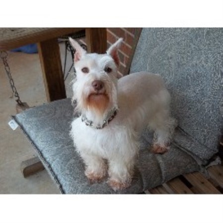 Miniature Schnauzer Breeder in North Carolina (Kennel: Kalapo ...