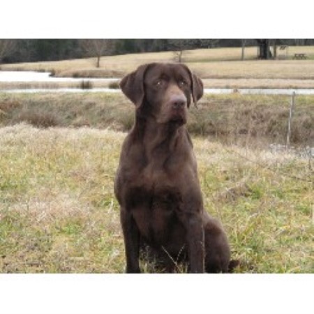Labrador Retriever Breeder in Alton, Virginia
