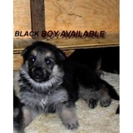German Shepherd Dog Breeder in Miller Beach-Gary, Indiana