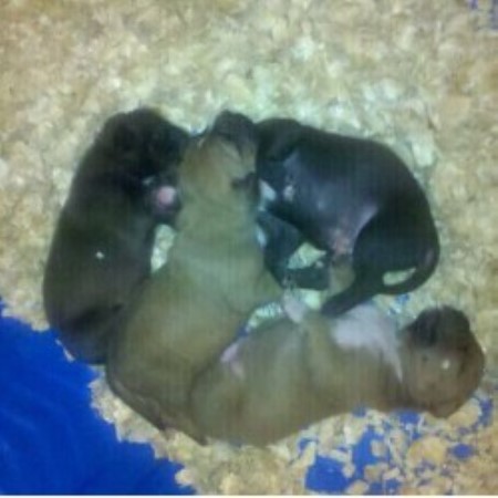 American Pit Bull Terrier Breeder in Dothan, Alabama