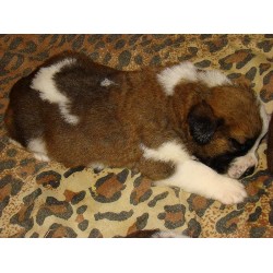 Saint Bernard Breeder in Cottage Grove, Oregon