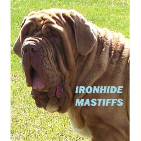 Neapolitan Mastiff Breeder in Evansville, Illinois