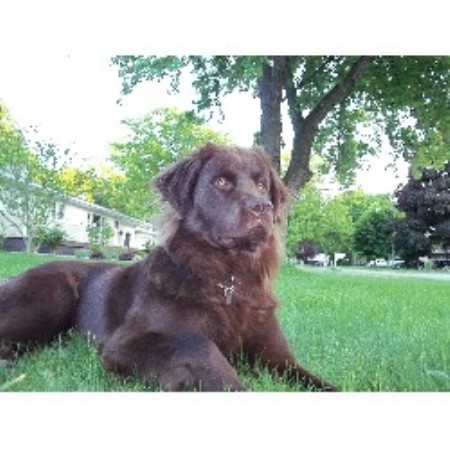 newfoundland puppies michigan paws kennel newfoundland breeder in muskegon michigan listing id 18605 newfoundland puppies michigan paws kennel newfoundland breeder in muskegon michigan listing id 18605