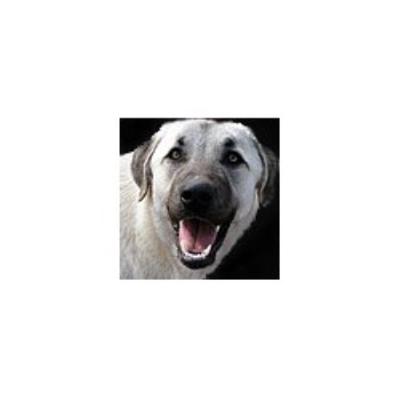 Anatolian Shepherd Dog Breeder in Galena, Missouri