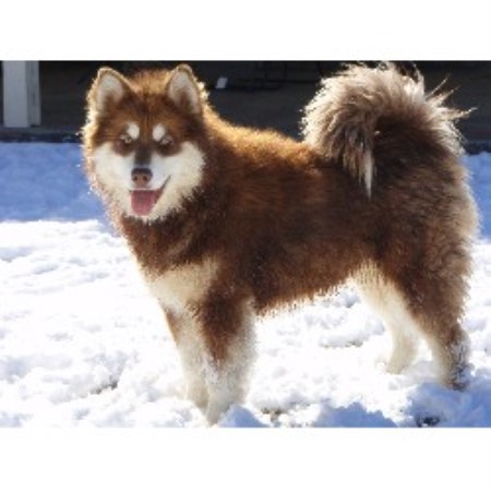 Alaskan Malamute Breeder in Phelan, California